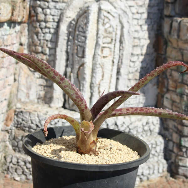 楽天市場】マンガベ ハイブリッド アガベ Mサイズ 5.5cmポット Agave