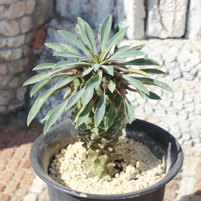 楽天市場】怪魔玉 ユーフォルビア Mサイズ5.5cmポット 小〜中型種 幹