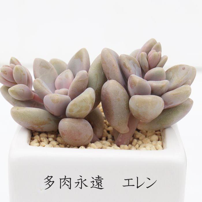 楽天市場】グラプトベリア 初心者OK エレン 多肉植物 観葉植物
