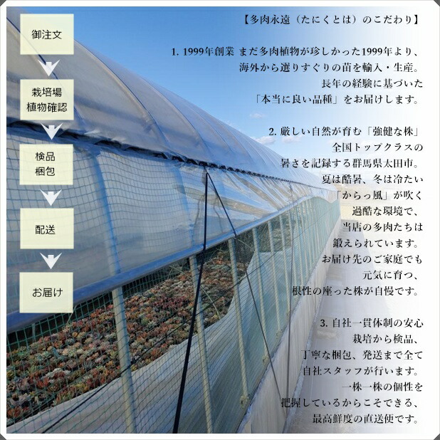 楽天市場】エケベリア アマビレ 韓国苗 観葉植物 Echeveria 'Amabile