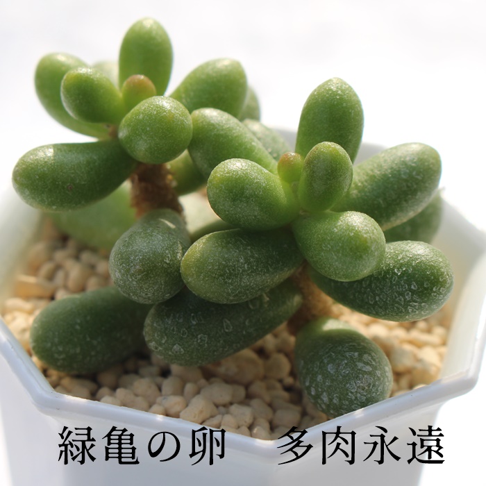 楽天市場】多肉植物 緑亀の卵 セダム sedum hernandezi 苗 寄せ植え