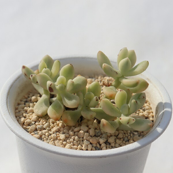 楽天市場】セドイデス錦 TK-10-86 エケベリア 写真の子をお届け 多肉