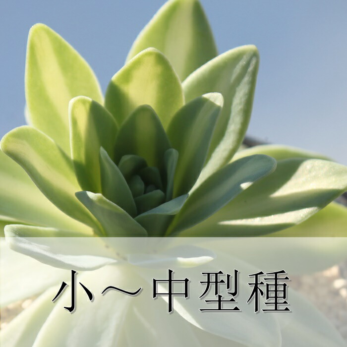 楽天市場】エケベリア アマビレ 韓国苗 観葉植物 Echeveria 'Amabile