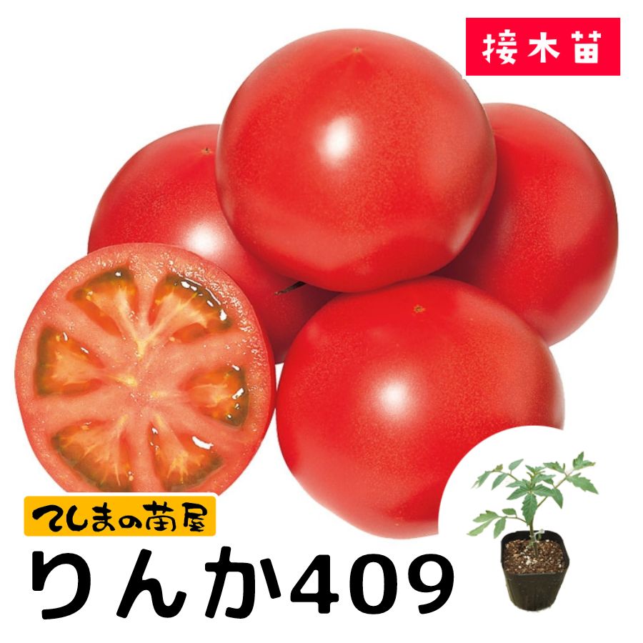 楽天市場】【てしまの苗】 大玉トマト苗 りんか409 断根接木苗 9cm