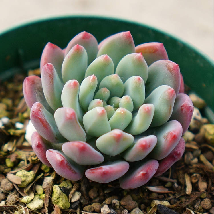 楽天市場】ブルーエルフ 7.5cmポット 多肉植物 セデベリア Sedeveria