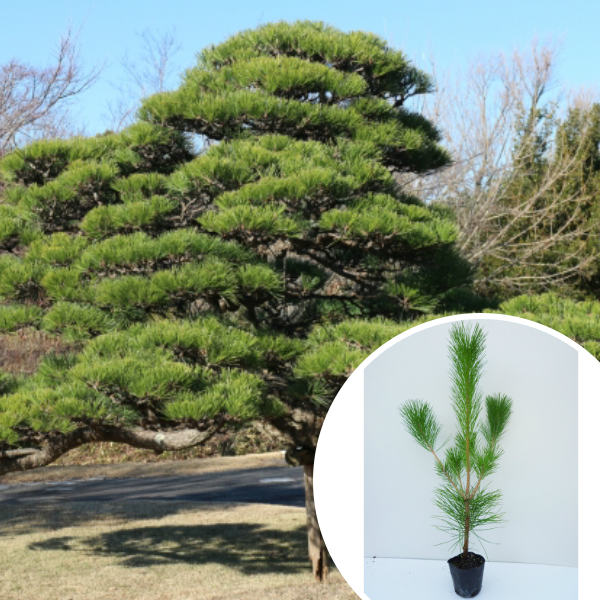 黒松 植木 庭木」の人気商品一覧 | 安い商品を通販サイトから探す