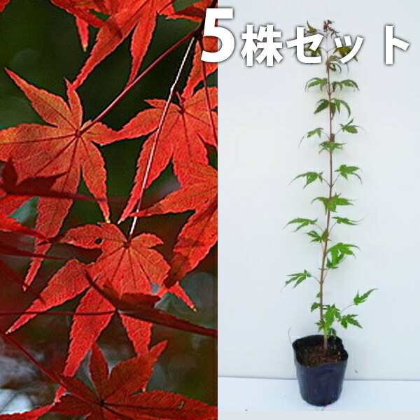 植木 楓」の人気商品一覧 | 安い商品を通販サイトから探す - 価格.com