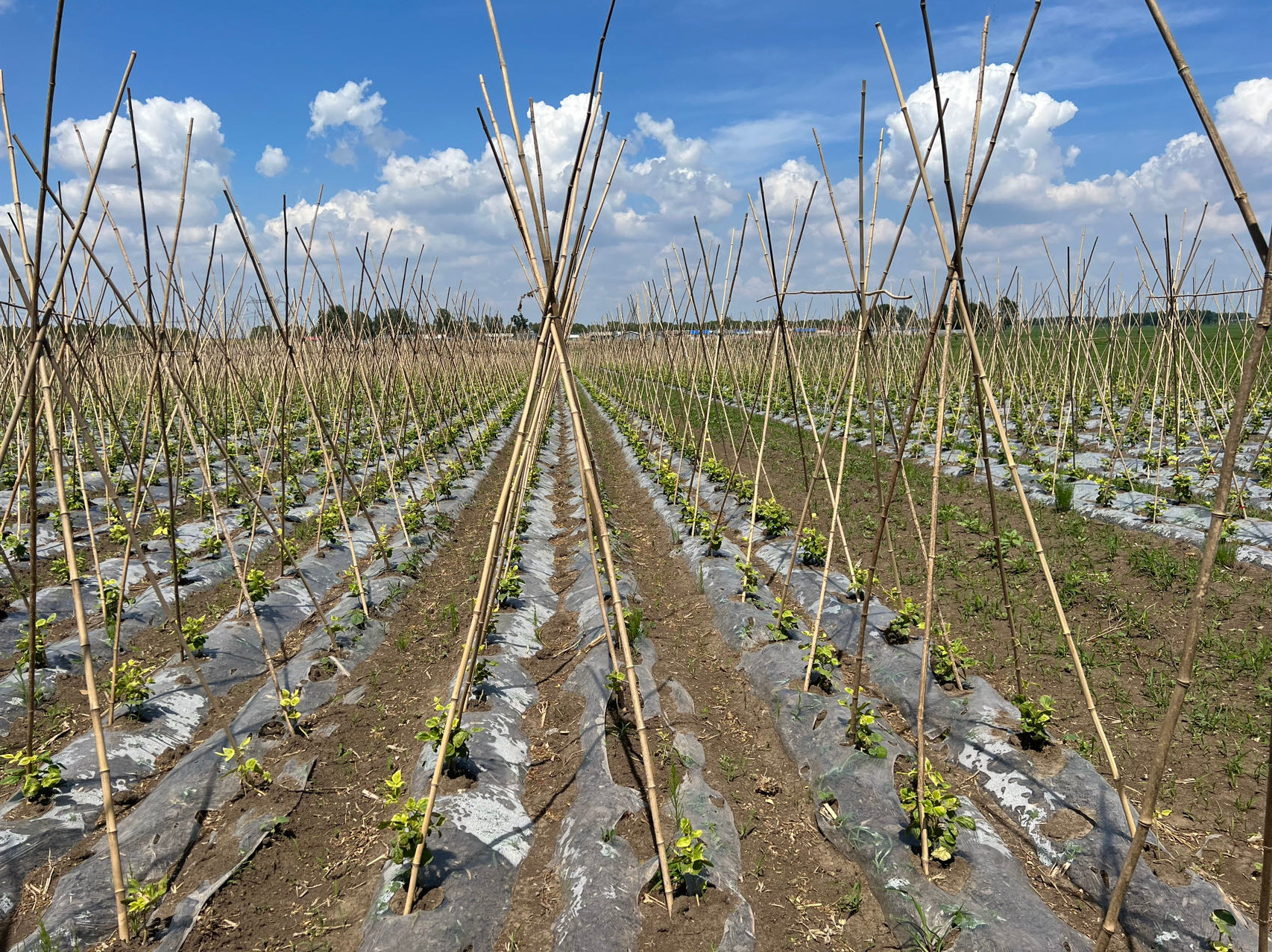 楽天市場】女竹 90cm 20本 篠竹 しの竹 竹支柱 添え木 園芸用 農業用