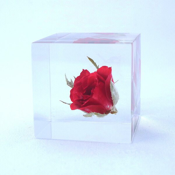 楽天市場】バラ 4cm Sola cube 宙 ソラキューブ ウサギノネドコ 薔薇