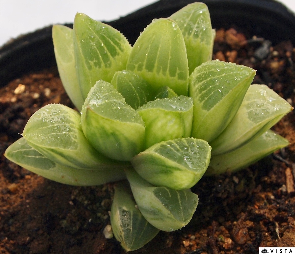 楽天市場】ブルージー錦（ブルージーニシキ） ハオルチア属 多肉植物