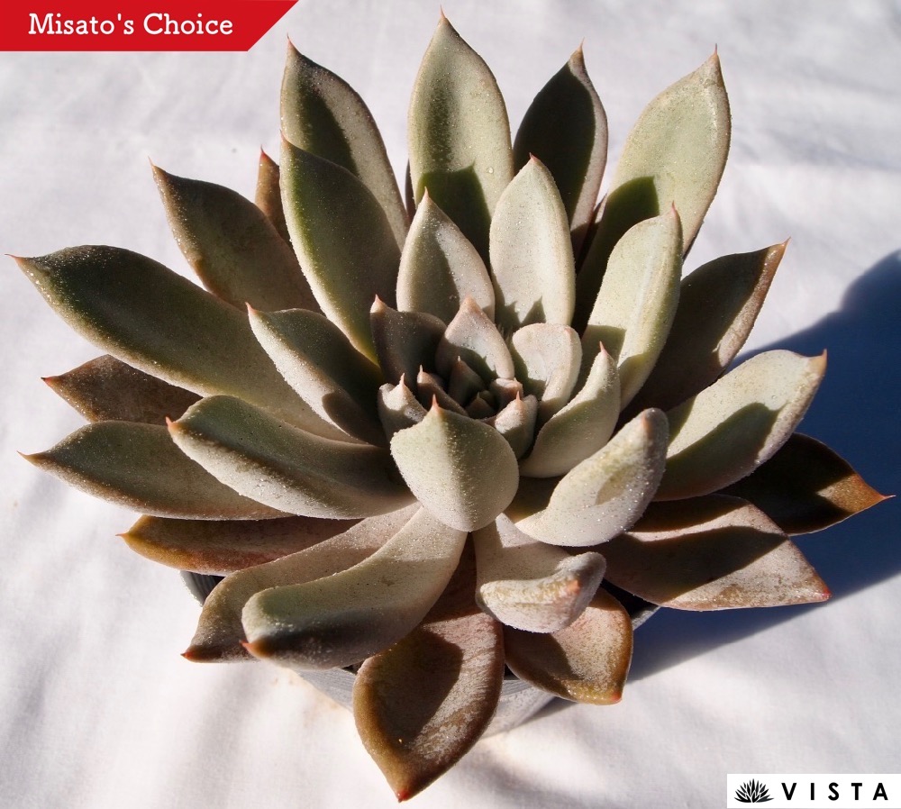 楽天市場】シンデレラ パキフィツム属 多肉植物 9cmポット観葉植物