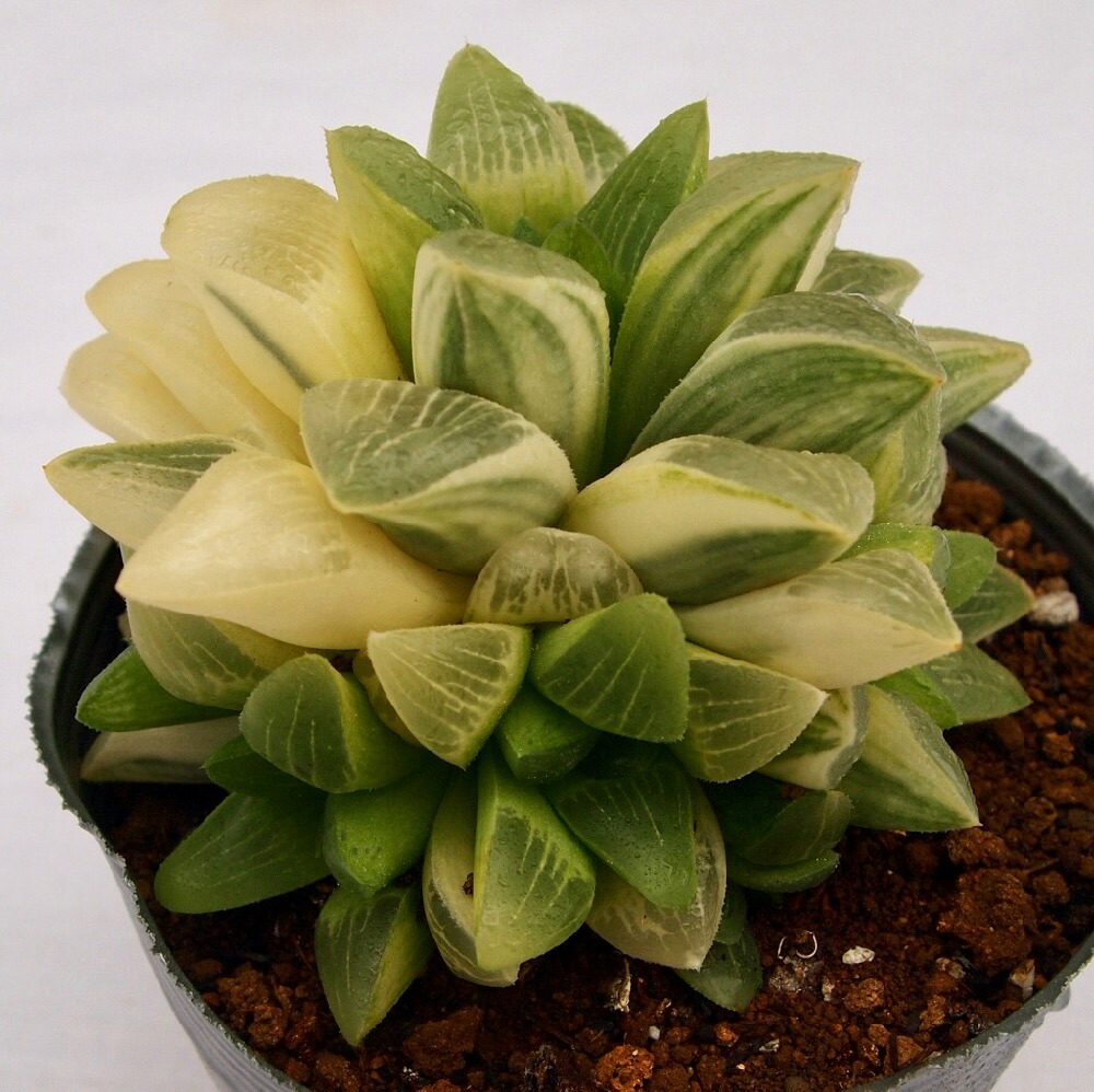 楽天市場】寿晃錦（ジュコウニシキ）【デラックス多肉】ハオルチア属