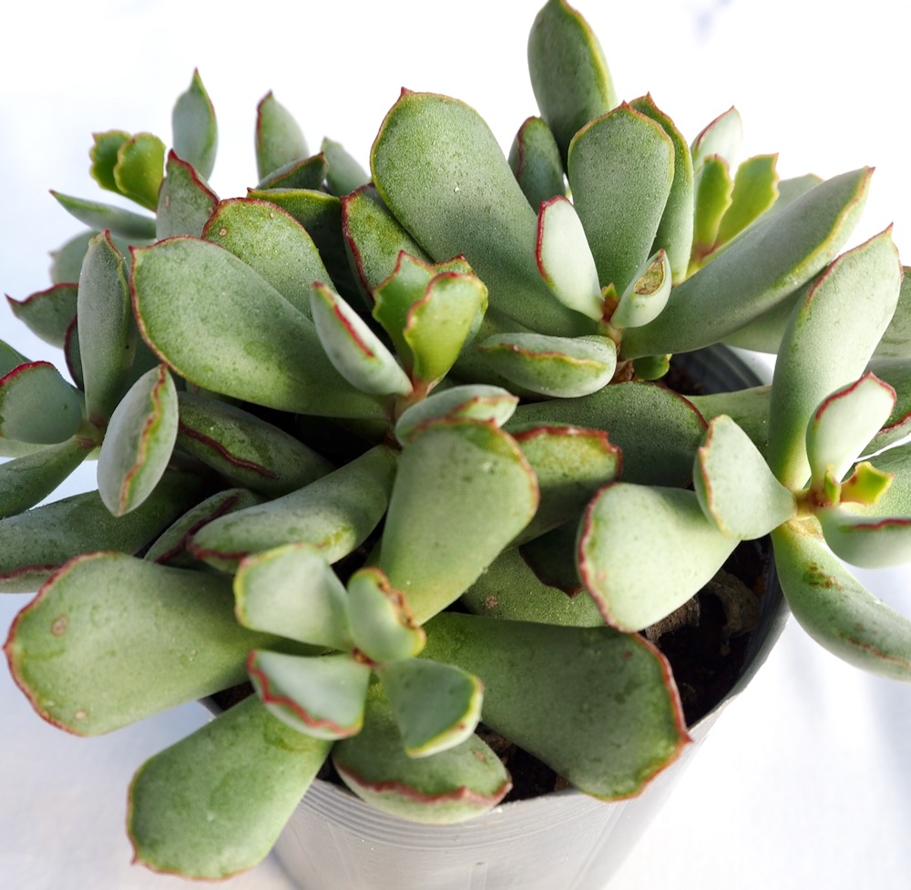 楽天市場】シンデレラ パキフィツム属 多肉植物 9cmポット観葉植物