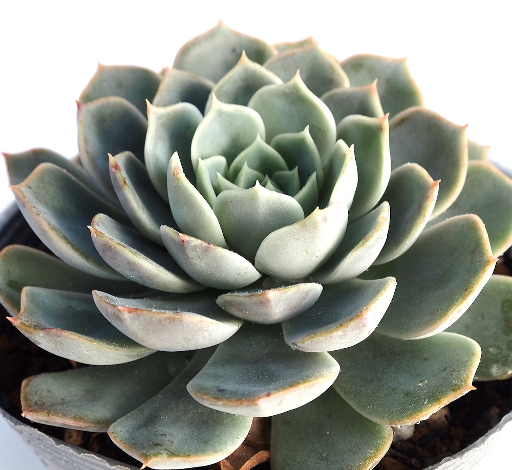 楽天市場】シンデレラ パキフィツム属 多肉植物 9cmポット観葉植物