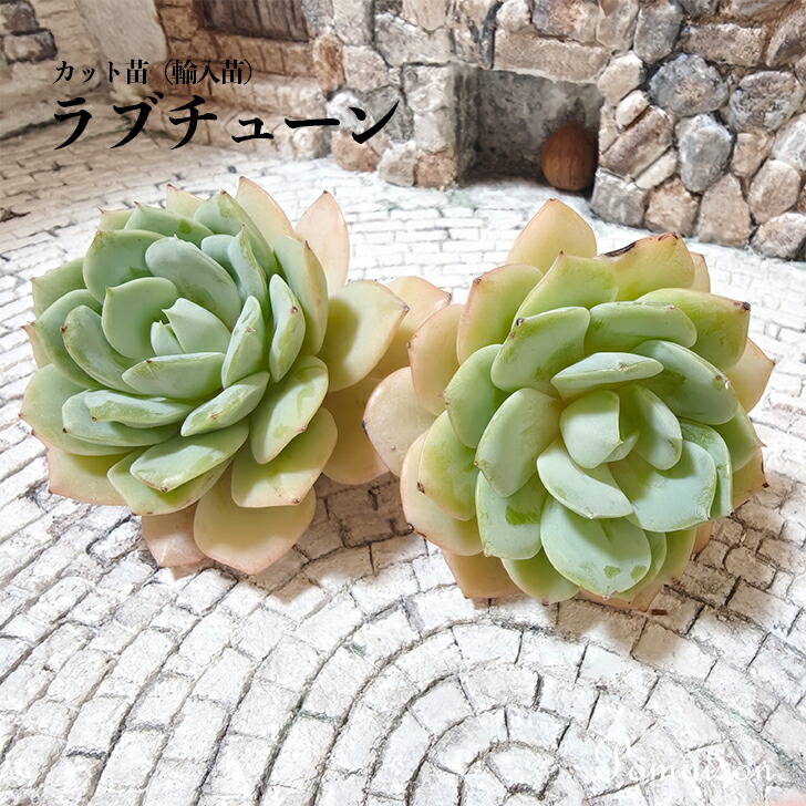 楽天市場】多肉植物 エケベリア 苗 カット苗 輸入苗 未発根 微発根