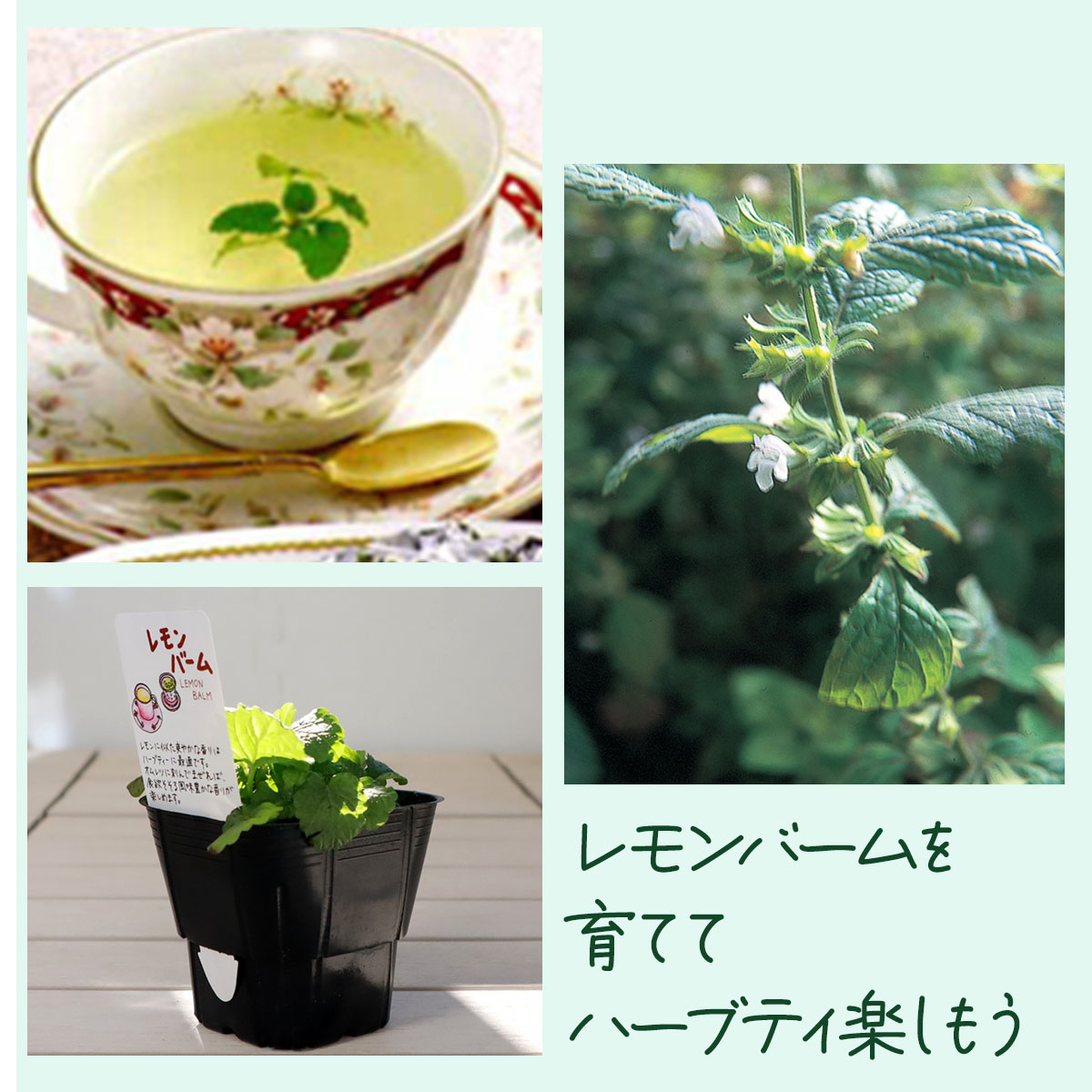 楽天市場】【本日P2倍】 ハーブ 苗 セット レモンバーム 10個（ハーブ