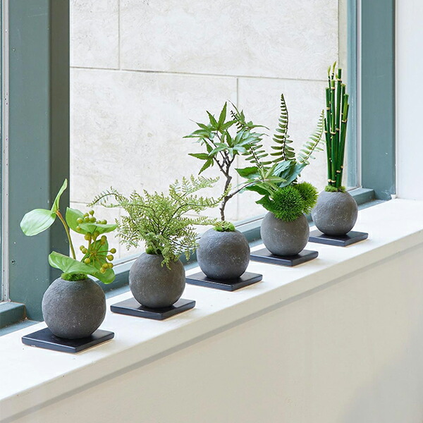 楽天市場】【公式】シノブ 檜炭ボール(黒皿) CUPBON 盆栽 フェイク