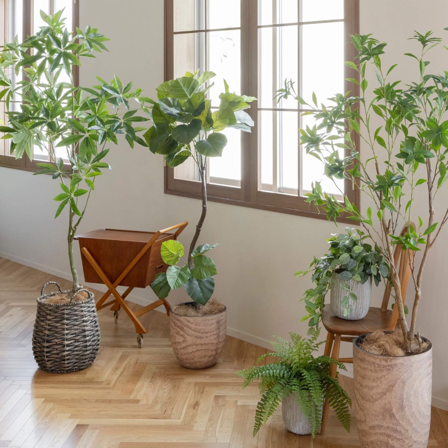 楽天市場】【ポイントUP】【公式】ツイストウンベラータ ウッドポット