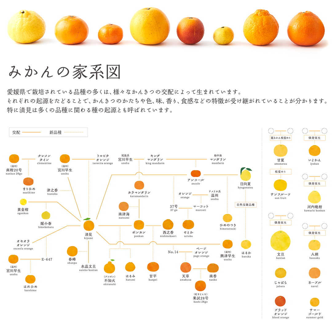 楽天市場】10FACTORY 果汁 100% ストレート ジュース 1本 (720ml) 愛媛