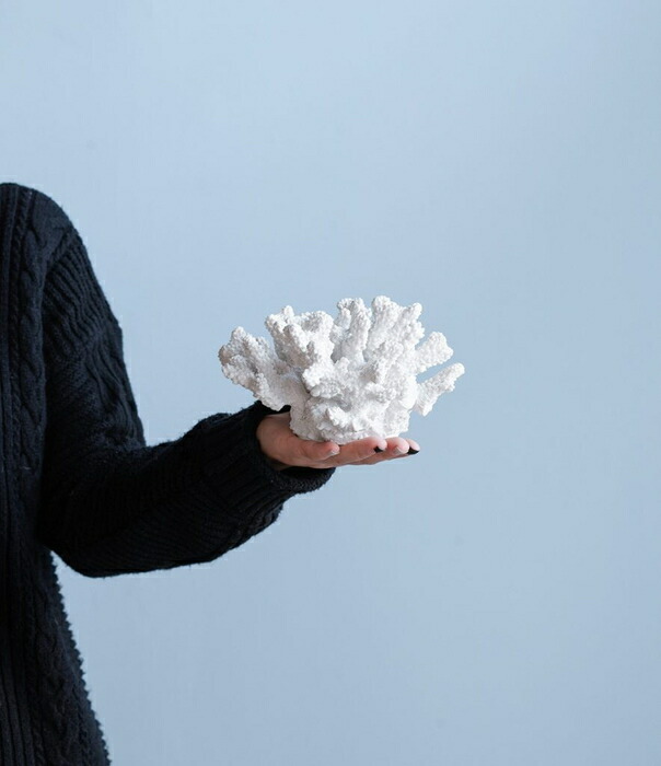 楽天市場】珊瑚 サンゴ Coral ホワイト White インテリア オブジェ