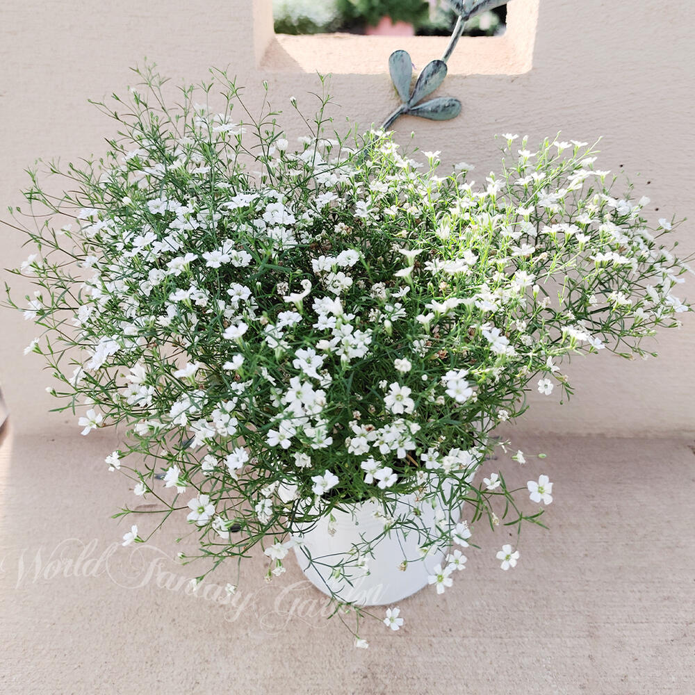 楽天市場】花苗 春 冬 秋 カスミソウ 選べる1鉢 o r3鉢 3.5号【お