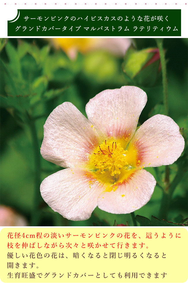 楽天市場】花苗 春 冬 秋 マルバストラム ラテリティウム 1鉢 3.5号