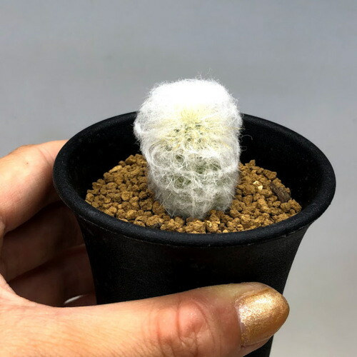 楽天市場】サボテン：エスポストア 幻楽 実生*幅2cm : 遊恵盆栽 楽天