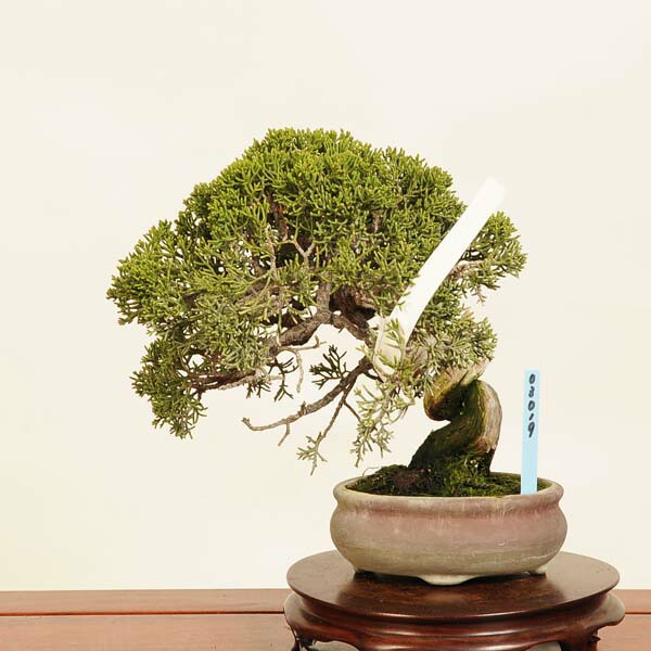 糸魚川真柏」の人気商品一覧 | 安い商品を通販サイトから探す - 価格.com