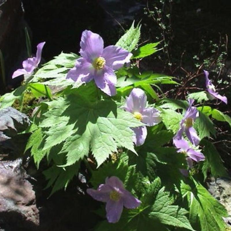 楽天市場】多肉植物 アガベ 王妃笹の雪 B型 2.5号ポット苗 : やましち