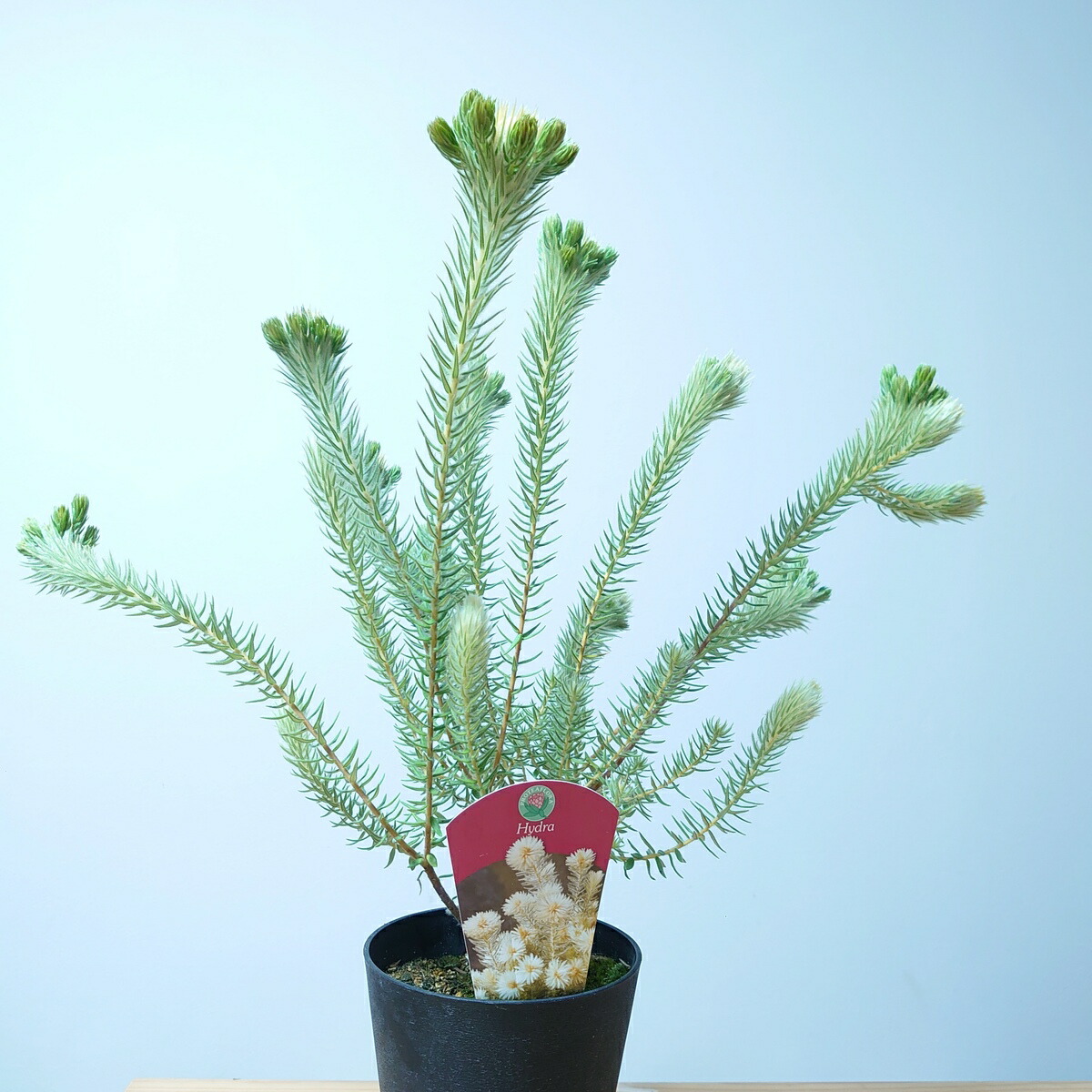 楽天市場】【フィリカ プベッセンス ハイドラ】 ガーデニング オージー