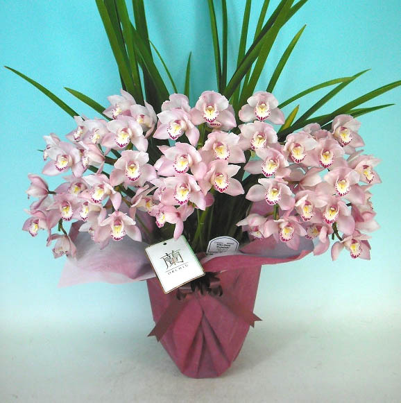 楽天市場】シンビジューム ピンク アーチ 6本立ち ラッピング付 : 渥美