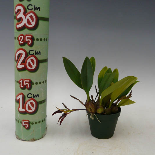 楽天市場】【花なし株】 バルボフィラム レイシアナム Bulb.leysianum