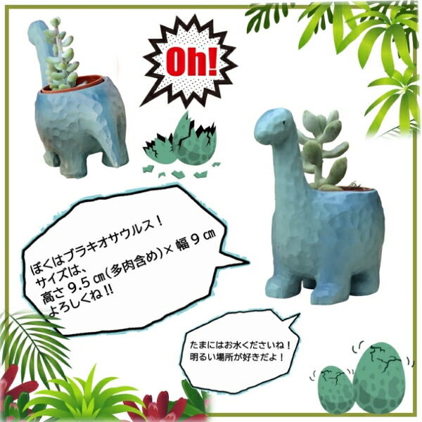 楽天市場】当日発送17時〆 多肉植物 鉢植え 多肉 トリケラトプス