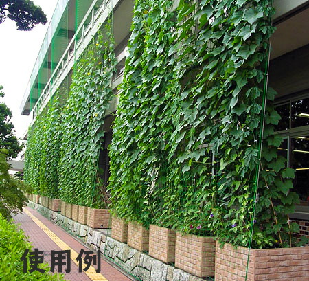楽天市場】園芸 ネット 花すだれ 1.8m×3.6m ツル性 植物 グリーン