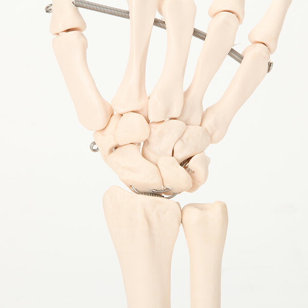 楽天市場】人体模型 骨格模型 手関節 模型 実物大 間接模型 骨格標本