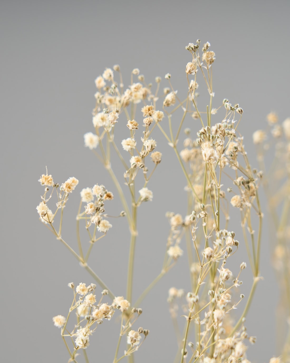 ドライフラワー］カスミソウ商品ページ - 土と風の植物園