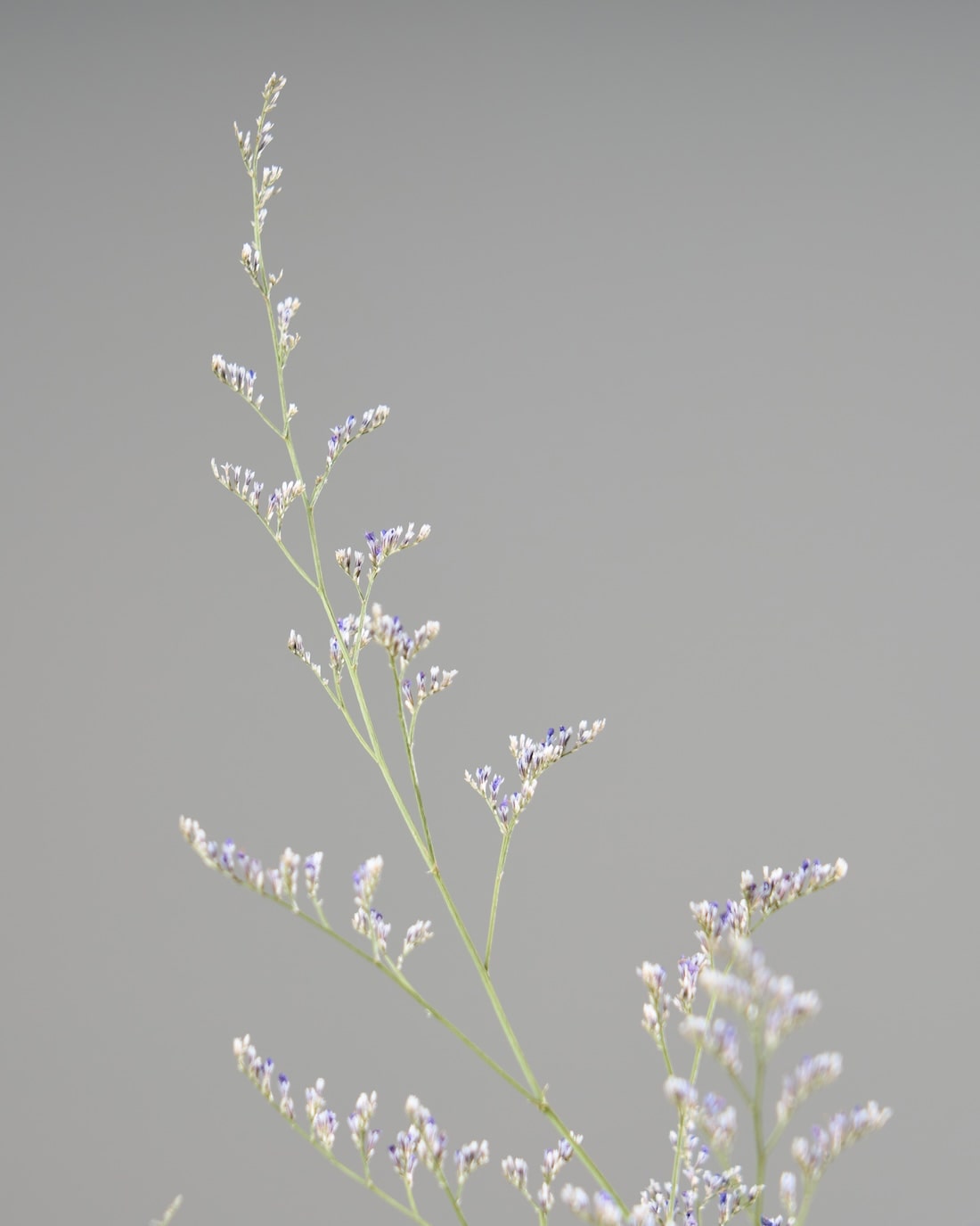 ドライフラワー］宿根スターチス ブルーファンタジア 商品ページ - 土