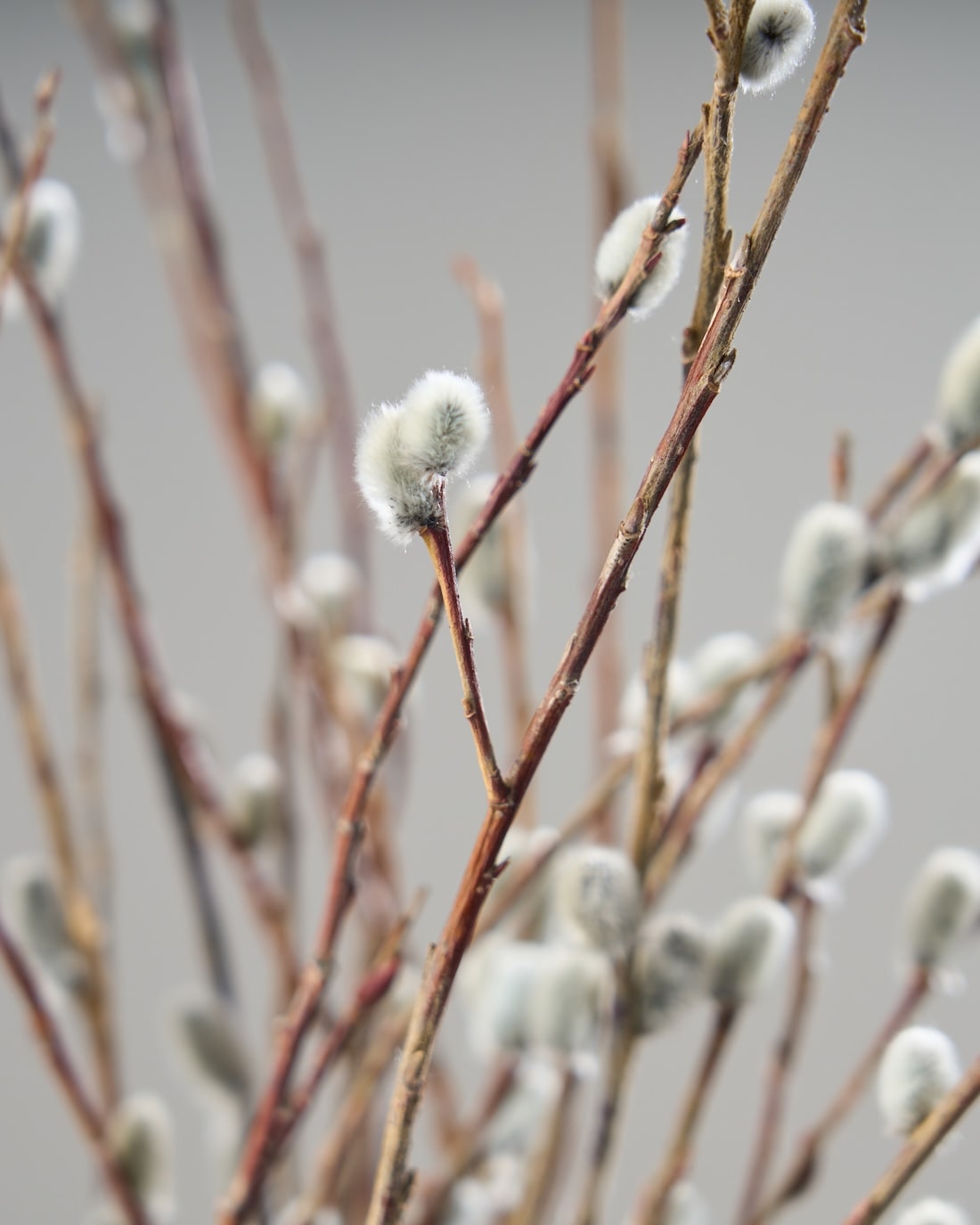 ドライフラワー］ネコヤナギ商品ページ - 土と風の植物園