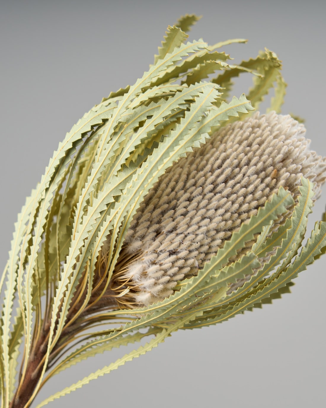 ドライフラワー］バンクシア フーケリアーナ商品ページ - 土と風の植物園