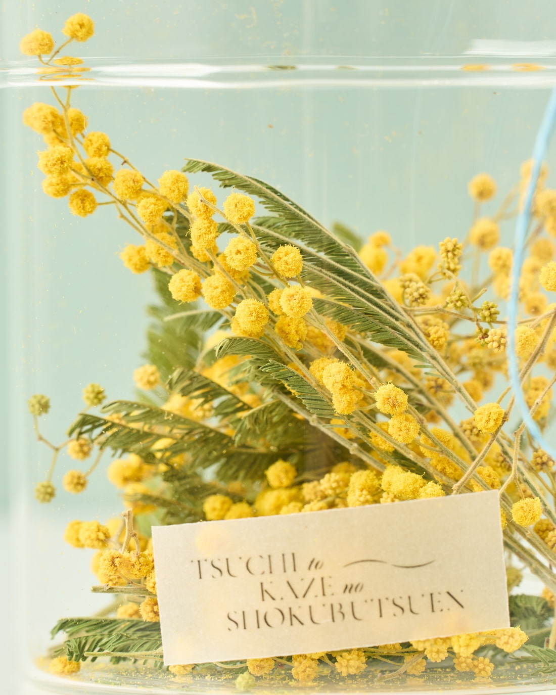 心弾む、ミモザ – 土と風の植物園