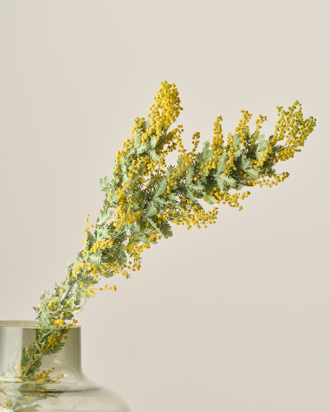 心弾む、ミモザ – 土と風の植物園