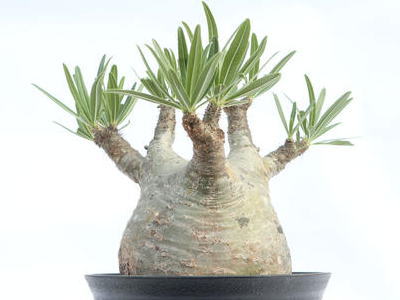 トレジャー | 塊根植物・コーディックス・多肉植物の処分,買取は