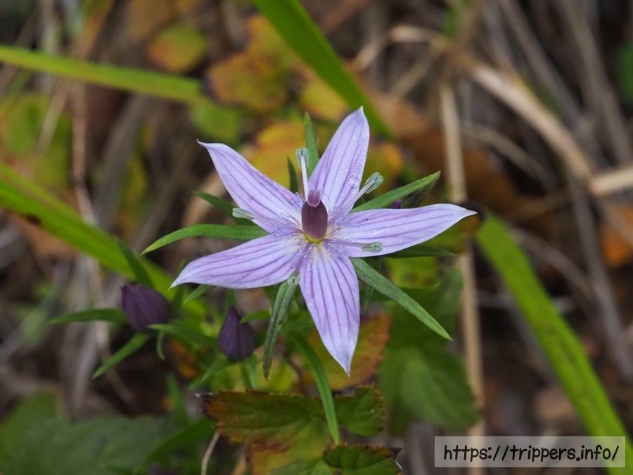 ムラサキセンブリ