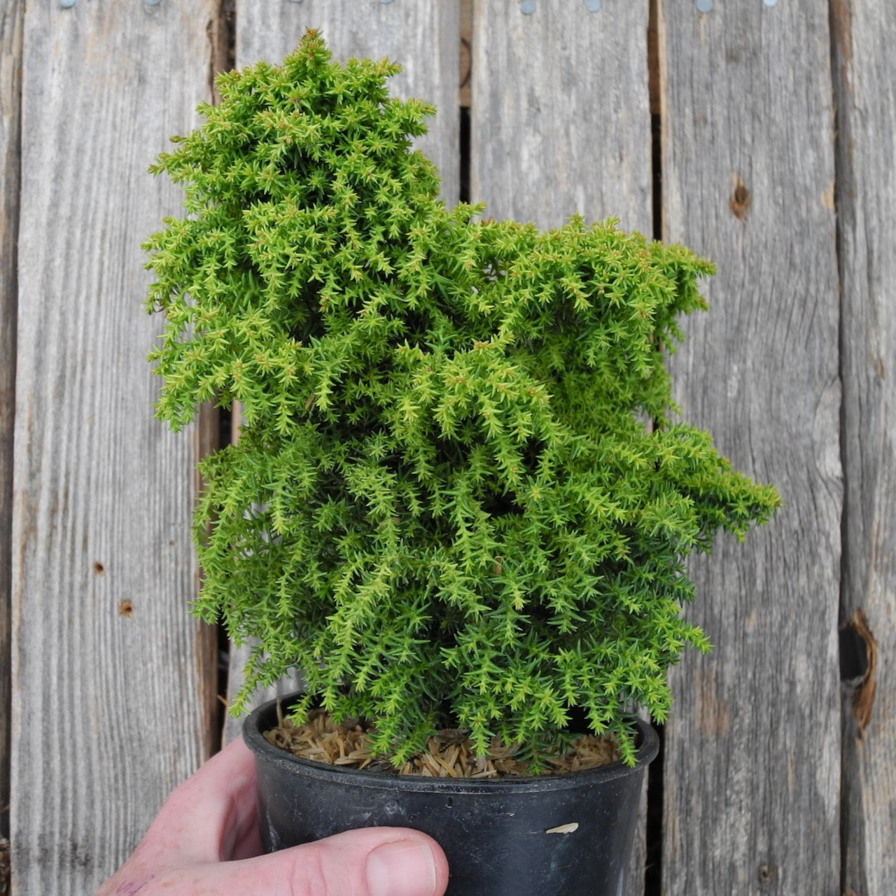 Miniature Garden Dwarf Twinkle Toes Japanese Cedar - Cryptomeria