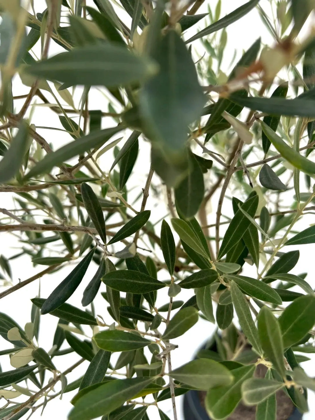 ミッション（オリーブの木）｜Lサイズ｜NO.10613｜約155cm｜人気・直立