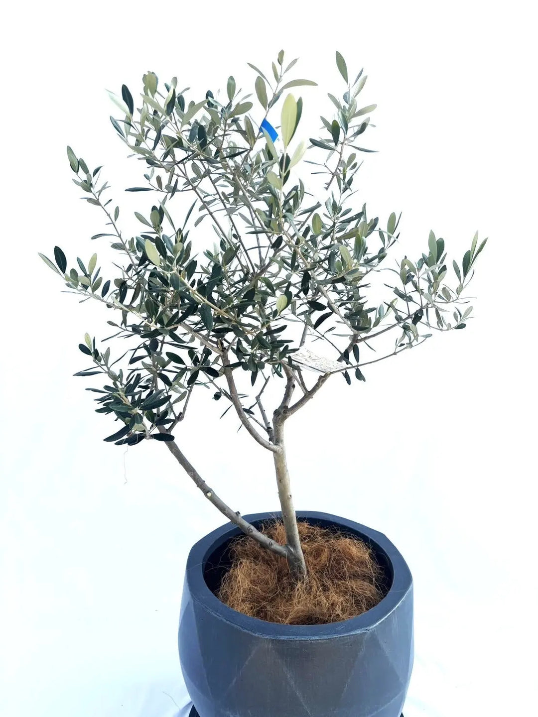 ルッカ Mサイズ 約110cm NO.10349 オリーブの木 - 株式会社鶴亀園