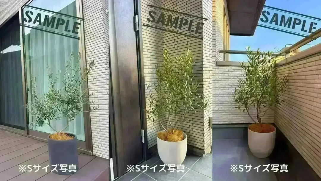 NEWネバディロブランコ（オリーブの木）｜大型商品｜NO.1940｜約110cm