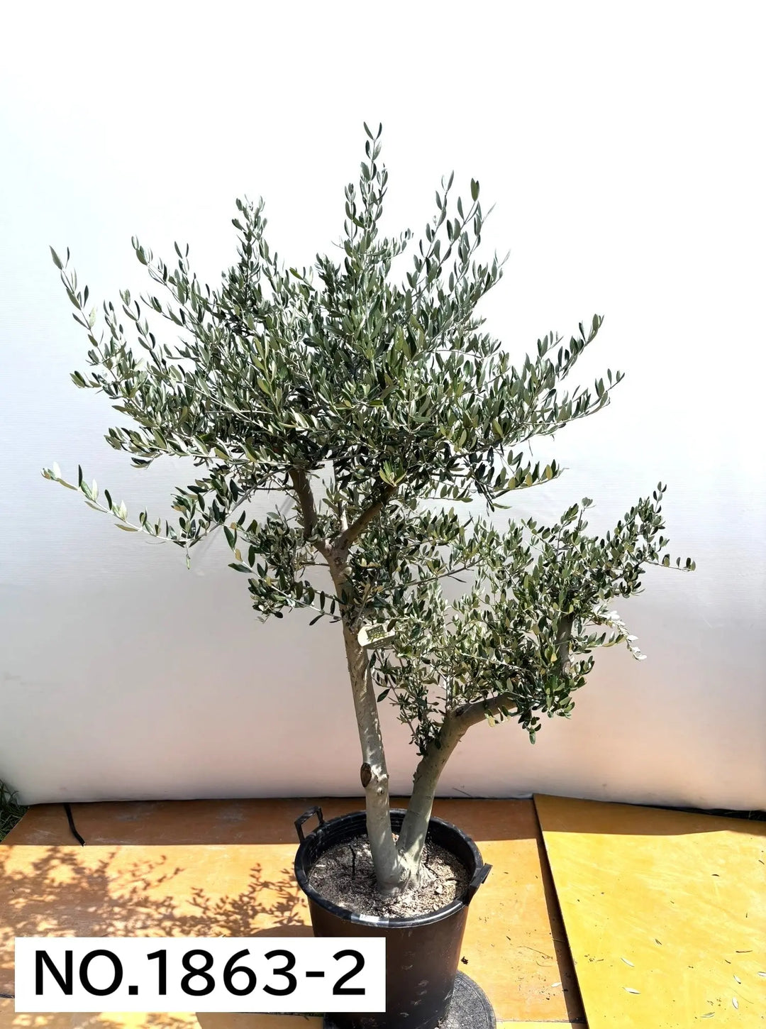 法人限定】ルッカ（オリーブの木）｜XL｜NO.1863｜約200cm｜人気・寒冷