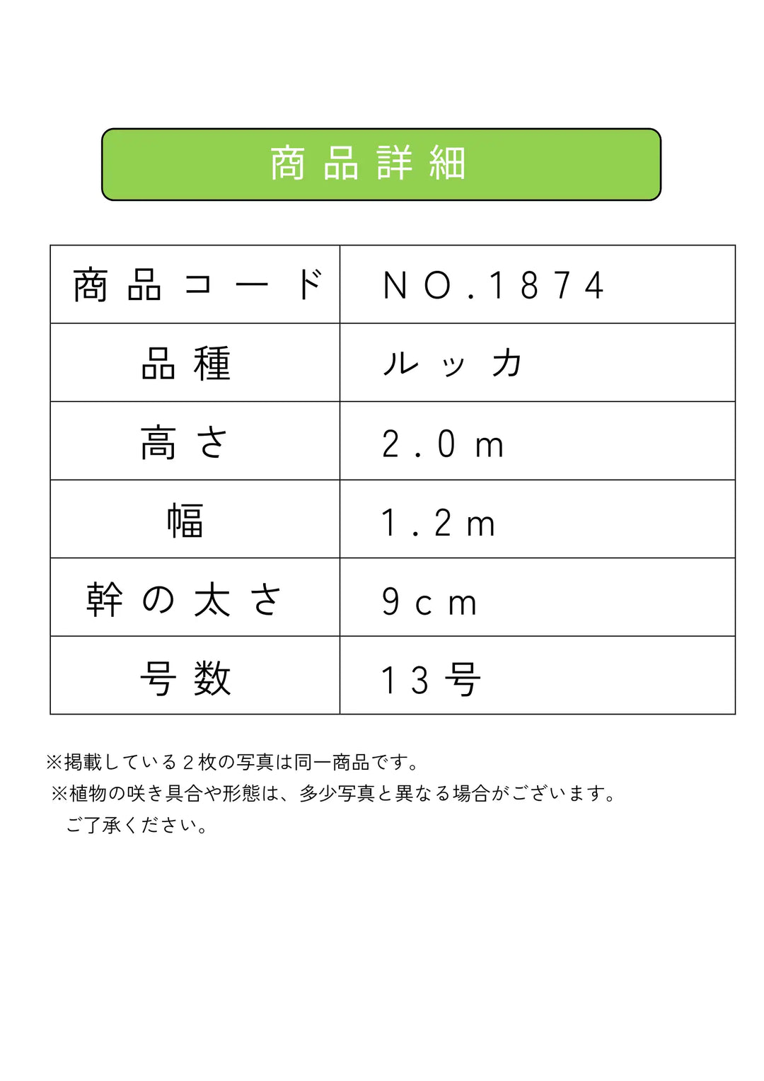 NEW【人気・寒冷地OK】ルッカ（オリーブの木）〈大型商品〉｜約200cm