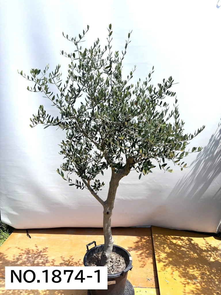 1874_1_1024x1024.jpg?v=1753117281